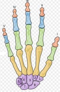 Limusaurus y los dedos terópodos