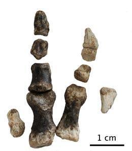 Limusaurus y los dedos terópodos
