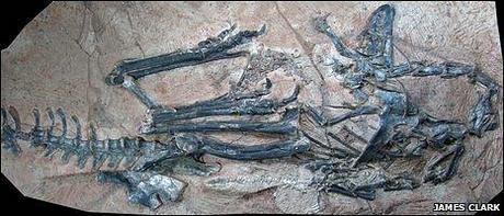 Limusaurus y los dedos terópodos