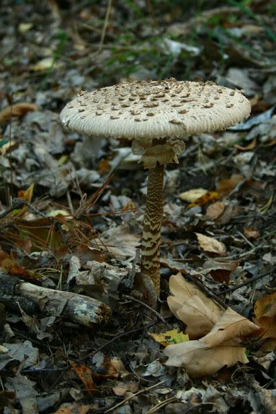 Macrolepiota procera