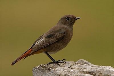 Colirrojo tizón - Phoenicurus ochruros