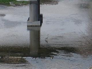 Garcetas en el río Manzanares