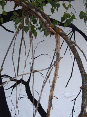 Antiguo almacén de hielo (I)