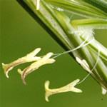 Grama, planta medicinal fotos