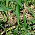 Grama, planta medicinal fotos