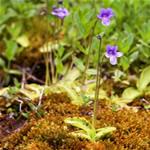 Pinguicula Vulgaris, Grasilla fotos