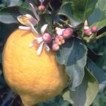Limonero, fotos