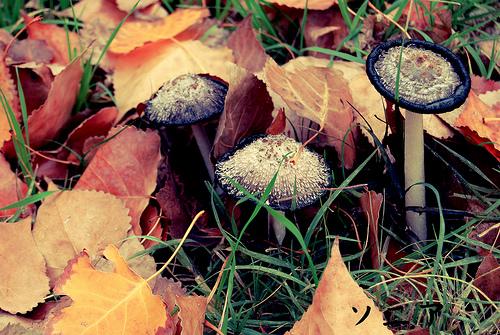 Una ardilla de Alalpardo se cuela en el blog