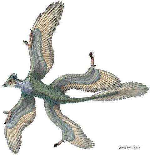 Microraptor: el planeador despatarrado