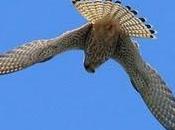 Falco tinnunculus-bello letal