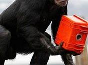 Chimpancés detrás cámaras