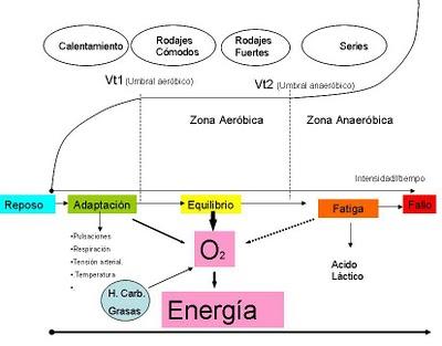 prueba de esfuerzo. Aprendiendo a entrenar.