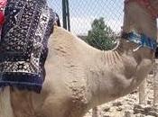 Carrera camellos
