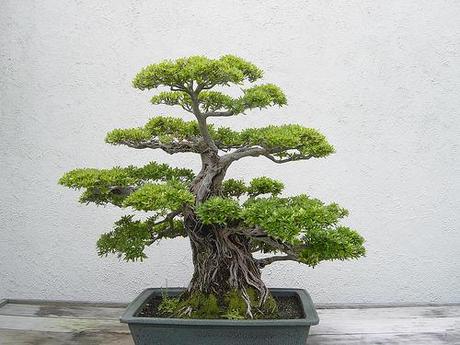 Bonsai