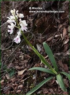 Orquídeas , plantas diseñadas para atraer. Algunas especies en las Béticas.
