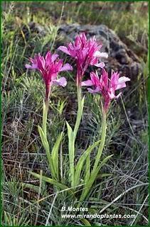 Orquídeas , plantas diseñadas para atraer. Algunas especies en las Béticas.