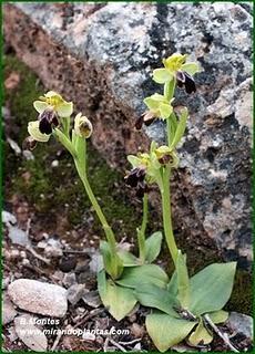 Orquídeas , plantas diseñadas para atraer. Algunas especies en las Béticas.