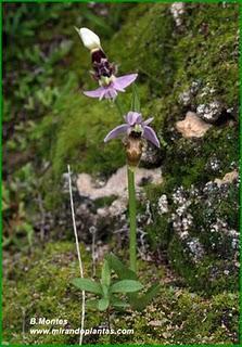 Orquídeas , plantas diseñadas para atraer. Algunas especies en las Béticas.