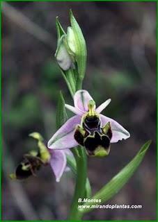 Orquídeas , plantas diseñadas para atraer. Algunas especies en las Béticas.