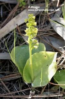 Orquídeas , plantas diseñadas para atraer. Algunas especies en las Béticas.