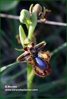 Orquídeas , plantas diseñadas para atraer. Algunas especies en las Béticas.