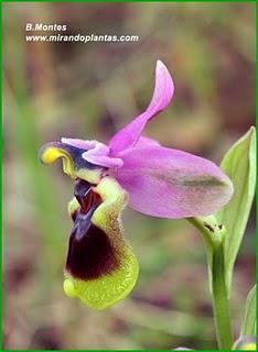 Orquídeas , plantas diseñadas para atraer. Algunas especies en las Béticas.