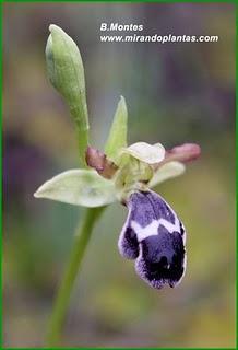 Orquídeas , plantas diseñadas para atraer. Algunas especies en las Béticas.