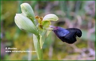 Orquídeas , plantas diseñadas para atraer. Algunas especies en las Béticas.