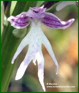 Orquídeas , plantas diseñadas para atraer. Algunas especies en las Béticas.