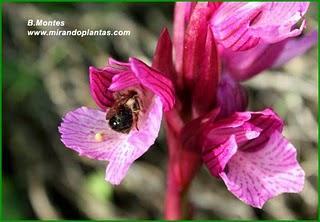 Orquídeas , plantas diseñadas para atraer. Algunas especies en las Béticas.