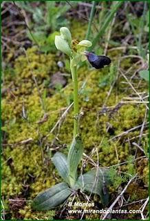 Orquídeas , plantas diseñadas para atraer. Algunas especies en las Béticas.