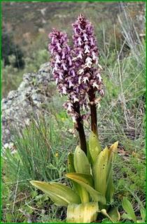 Orquídeas , plantas diseñadas para atraer. Algunas especies en las Béticas.