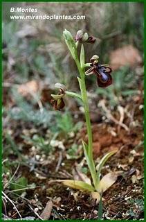 Orquídeas , plantas diseñadas para atraer. Algunas especies en las Béticas.