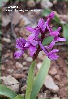 Orquídeas , plantas diseñadas para atraer. Algunas especies en las Béticas.