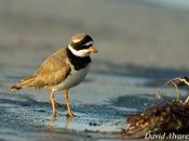 Empieza migración primaveral limícolas