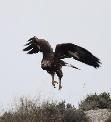 THE KINGDOM OF EAGLE-EL REYNO DEL AGUILA