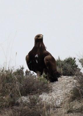 THE KINGDOM OF EAGLE-EL REYNO DEL AGUILA