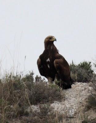 THE KINGDOM OF EAGLE-EL REYNO DEL AGUILA