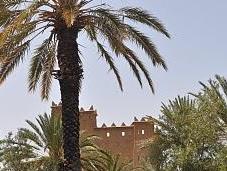 Palmeral Skoura