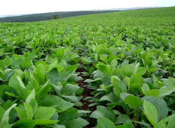 John, Olga, y el mundo según Monsanto