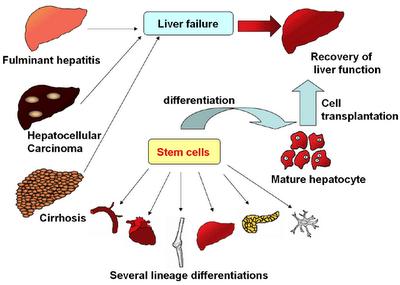 Stem cells en la regeneración del hígado: función del tejido adiposo en la formación de stem cells
