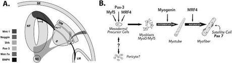 Células madre mesenquimales: Terapia potencial para distrofia muscular de Duchenne