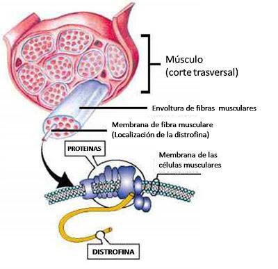 Células madre mesenquimales: Terapia potencial para distrofia muscular de Duchenne