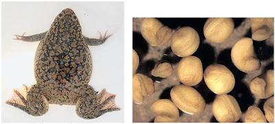 Más allá de los inicios del desarrollo: Xenopus como un modelo emergente para el estudio de los mecanismos regenerativos