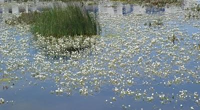 Macrófitos acuáticos