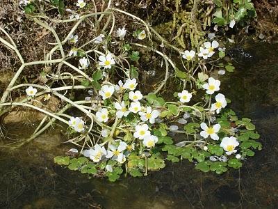 Macrófitos acuáticos