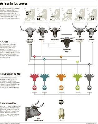 El Uro podrá ser recreado utilizando razas Europeas.