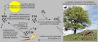 El Carbono 14, un reloj muy fiable.