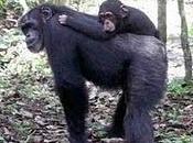 Cuidado crianza adoptiva chimpancés