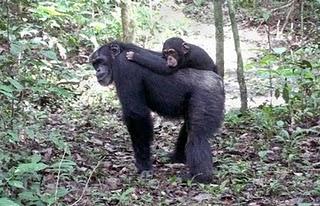 Cuidado y crianza adoptiva en los chimpancés